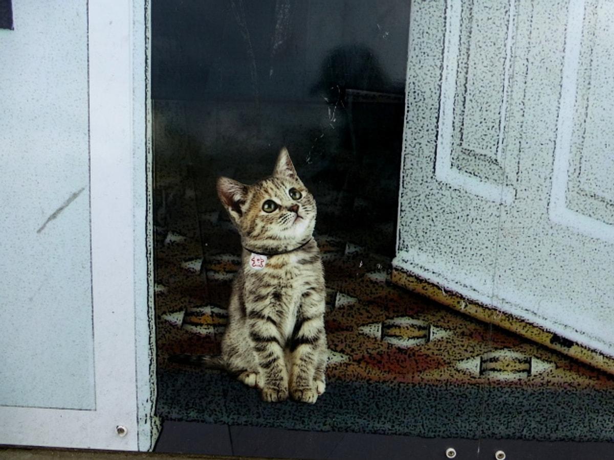 Запускаем кошку в дом. Запусти кошку. Кошка просится в комнату. Кошка первая заходит в дом. Много кошки в дверях.