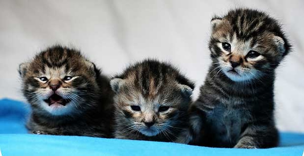 Kedi ve Köpekleri Kısırlaştırmak İstemeyen İnsanların Savunduğu 14 Sebep