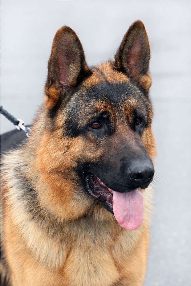 Ulke Olarak Kafamiza Gore Isimlerini Koydugumuz 14 Kopek Cinsi