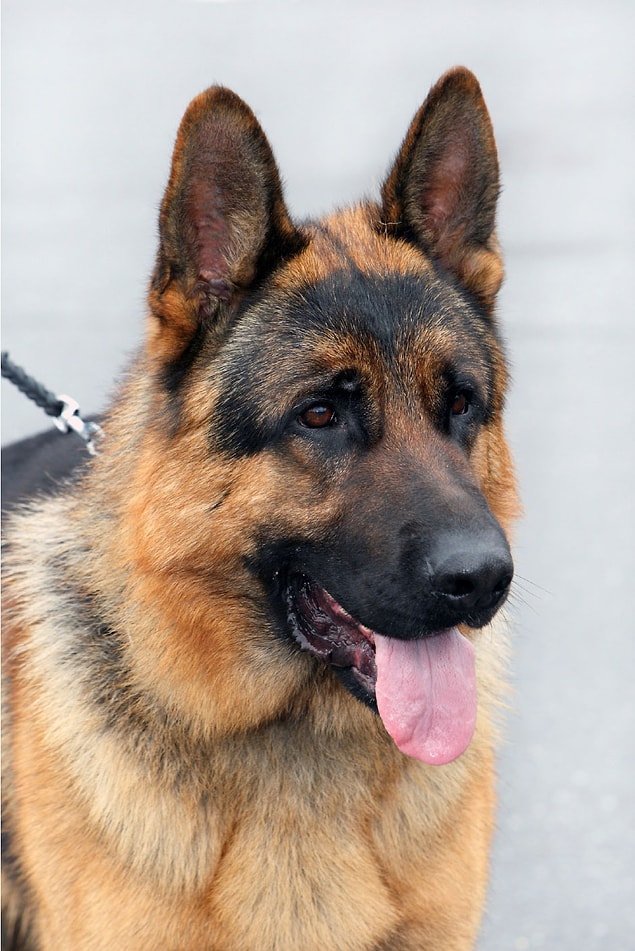 Ulke Olarak Kafamiza Gore Isimlerini Koydugumuz 14 Kopek Cinsi