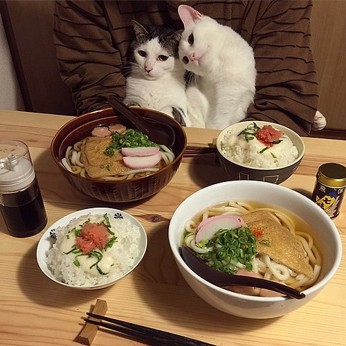 Fakat Japonya'da yaşayan bu iki minnoş, insanları yemek yerken öyle bir ruh haline bürünüyor ki...