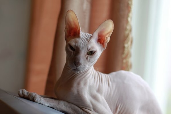 7. Красавица Кассандра