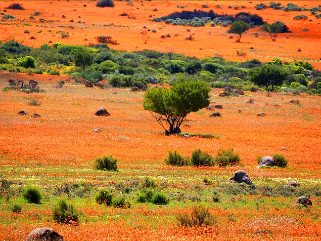 Намакваленд - район в Намибии и Южной Африке, протянувшийся на 600 миль. Каждую весну здесь цветет множество белых и оранжевых маргариток. Трудно поверить в то, что на Земле все еще сохранилась вот такая девственно чистая красота.