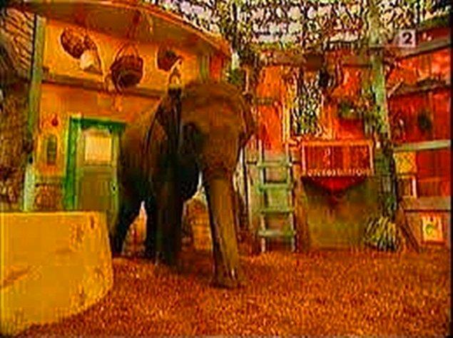 11. Hayvan Buluşma Merkezindeki tek hayvan Zabu değildi, fil bile vardı. Bu sevimli filin adı ise Fırça'ydı.