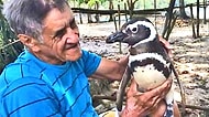 Böyle Sevgi Görülmedi: Hayatını Kurtaran Adamı Her Yıl Deryaları Aşıp Ziyaret Eden Penguen