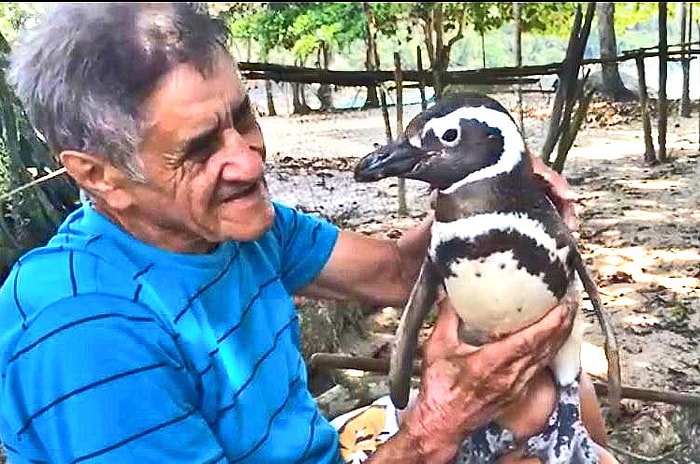 Böyle Sevgi Görülmedi: Hayatını Kurtaran Adamı Her Yıl Deryaları Aşıp Ziyaret Eden Penguen