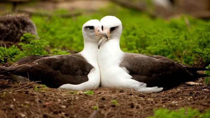 Bazı Canlılar Neden Tek Eşliliğe Evrildi?