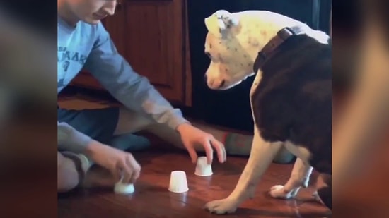 Köpeklerin Birkaç Parça Yiyecek İçin Yapamayacaklarının Olmadığının Kanıtı