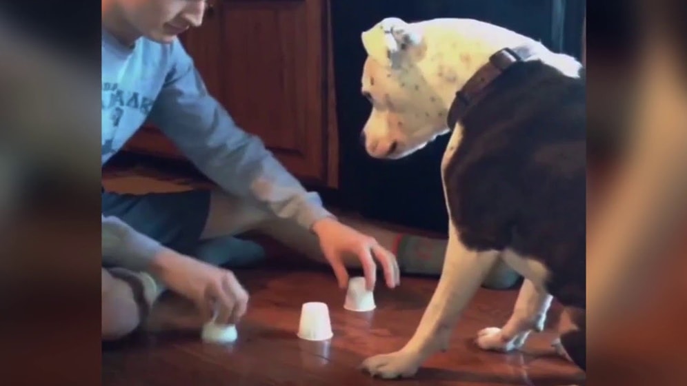 Köpeklerin Birkaç Parça Yiyecek İçin Yapamayacaklarının Olmadığının Kanıtı