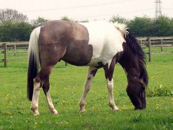8. Чтобы предотвратить беременность, езди на лошади