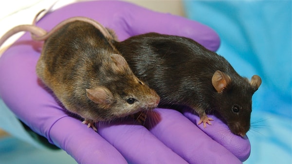8. Ученые используют миллионы генномодифицированных животных для опытов