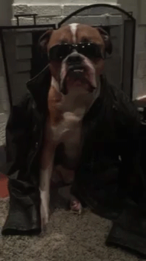 Adeta Bir Moda İkonu: Giydiği Her Kıyafeti Üzerine Yakıştıran Modacı Köpek