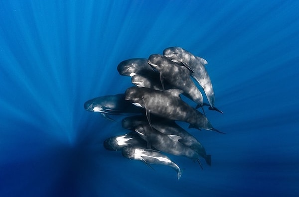5. Широкоугольный объектив: «Черные дельфины» - Грег Лекёр (Франция)