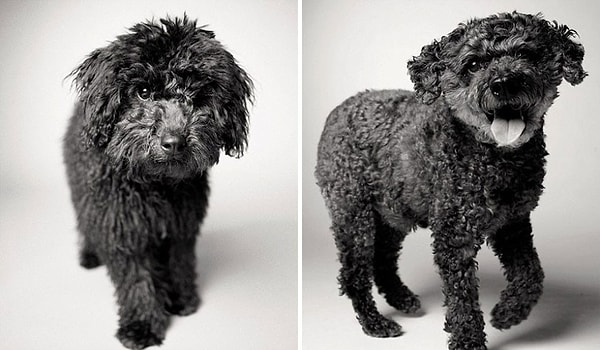 12. Rufus - 6 месяцев & 13 лет.