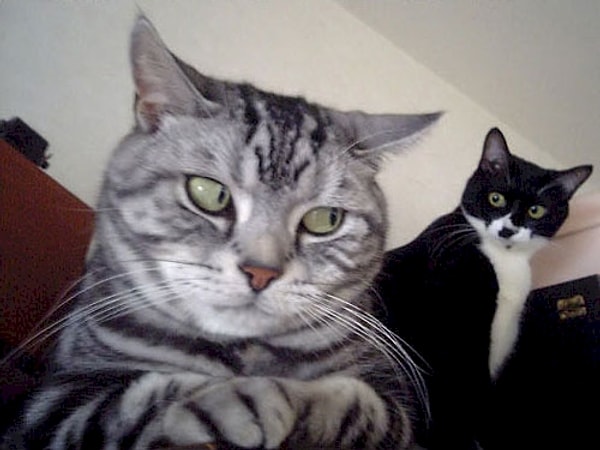 3. Почему ты закрыл эту вкладку? Ты смотришь мокрых кисок?