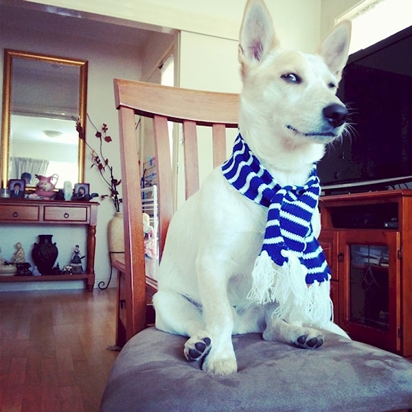 4. Шарф? Что-то подозрительно...а за кого ты болеешь, чувачок?