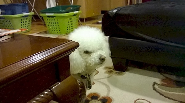 7. Кто-то постоянно убирает моя какашки в саду! Куда они исчезают? Я слежу за тобой, хозяин!