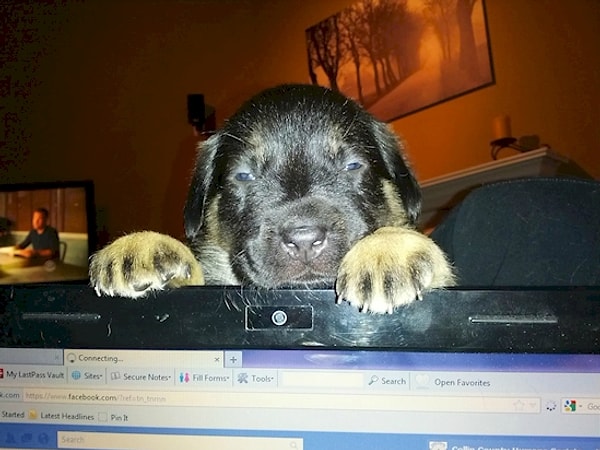 9. Я посмотрел твою историю. Какого фига ты сидишь на форумах про кошек?