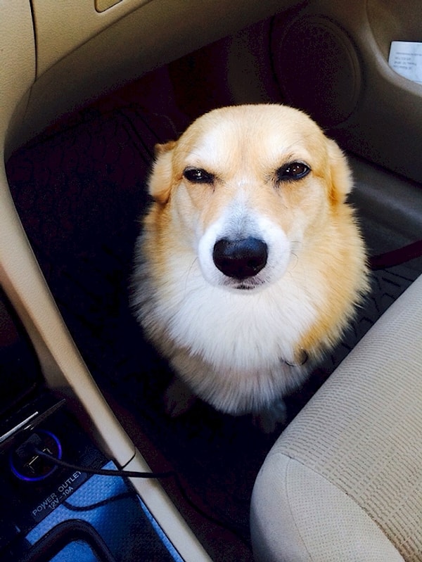 15. Когда ты сказал мне, что больше не будешь жрать, а потом купил при мне куру-гриль, ты думаешь, что я этого не заметил?