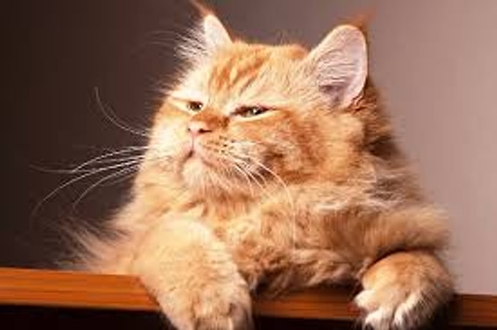 Tontişlikte Sınır Tanımayan Kediler