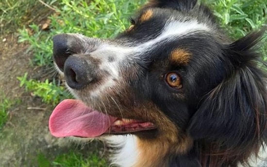 Пес с двумя носами должен был умереть, но его спасли и забрали домой