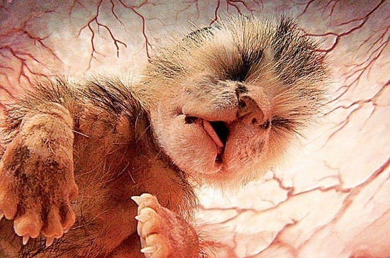 10 удивительных снимков животных прямо в утробе матери