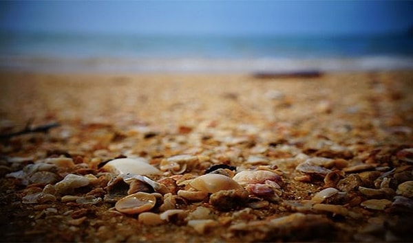 13. Морские ракушки использовались в качестве валюты во многих странах мира.