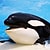 _orca_