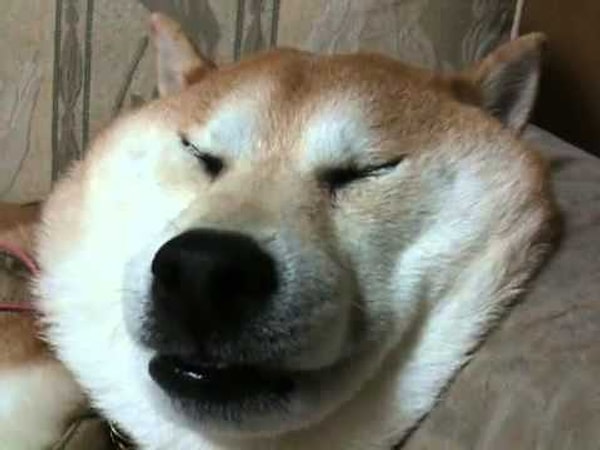 14. «Я остановился посреди секса, чтобы уложить моего пса спать»