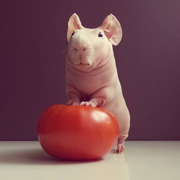 1. Людвик предпочитает свежие овощи