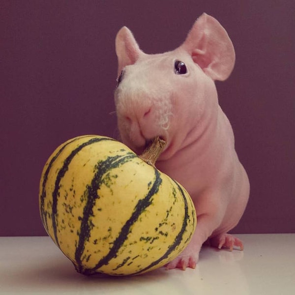 13. В овощах хорошо еще и то, что их можно использовать в качестве прорезывателя для зубов