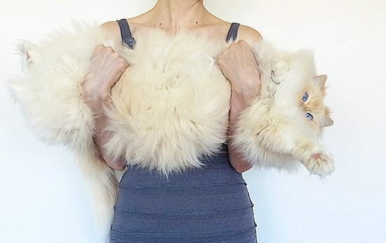 Облако шерсти по имени Sky 😍