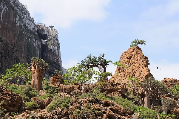 7. Существует теория о том, что островом, где находился Райский сад, и где Адам вкусил запретный плод, является именно Сокотра!