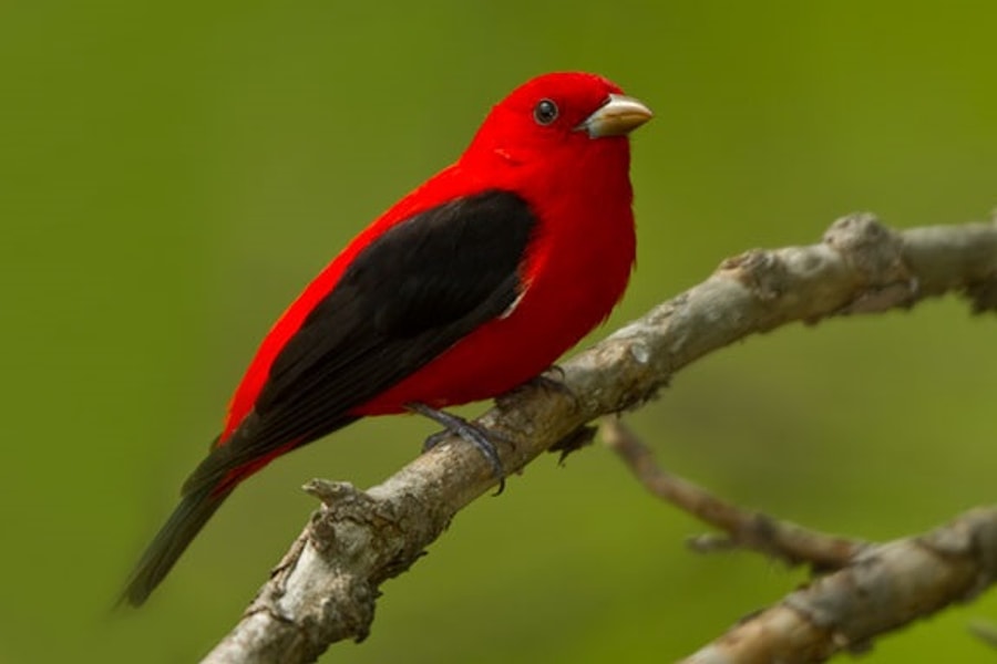 Bir Ressamin Eseri Gibi Gorunup Renkleriyle Bizlere Gorsel Solen Sunan 25 Kus Fotografi