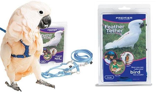 1. Leash for your birds