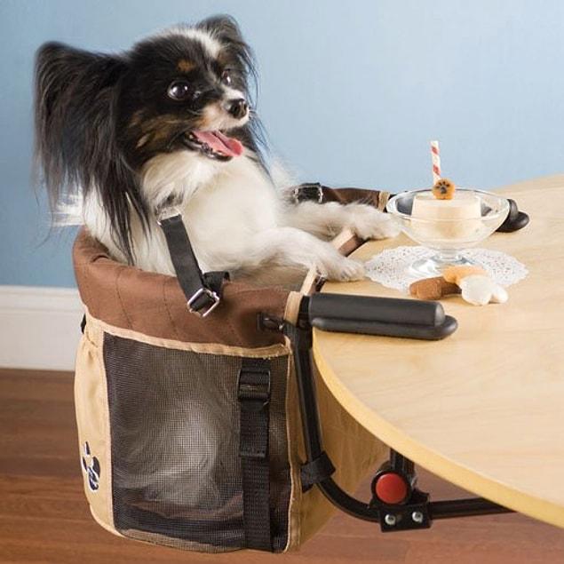 4. Table seat for your dog