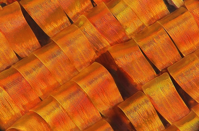 13. Madagaskar Güvelerinin Pulcukları