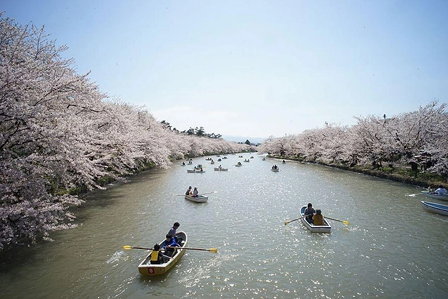 Japonya Kiraz Çiçeği Festivali