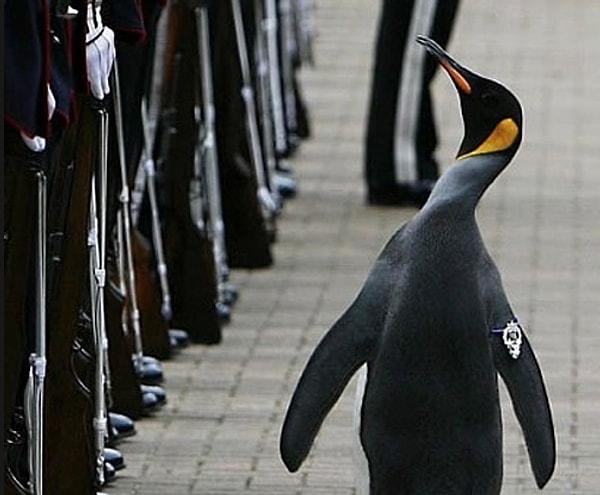 22. Nils Olav, Norveç tarafından şövalyelik ünvanıyla onurlandırılan tek penguen.