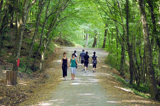 Belgrad Ormanı