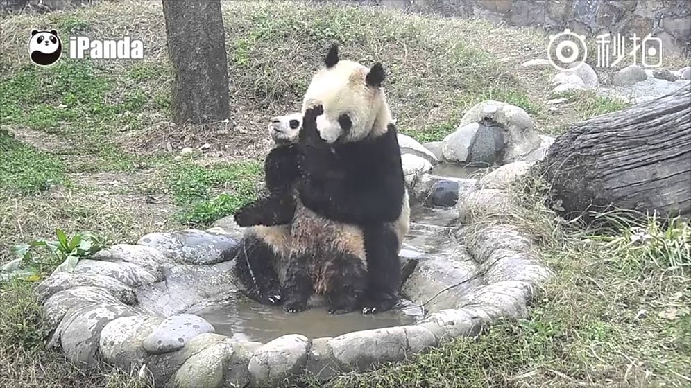 "Banyo Yapmak Dışında Her Şeyi Yapmaya Varım" Diyen Sevimli Yavru Panda