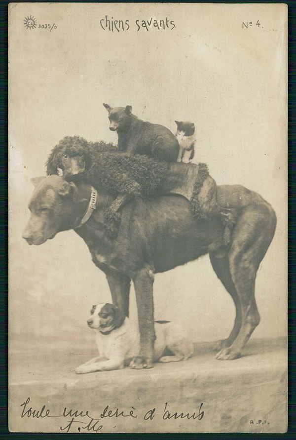 5. И им не важна порода, цвет, язык и т.д.