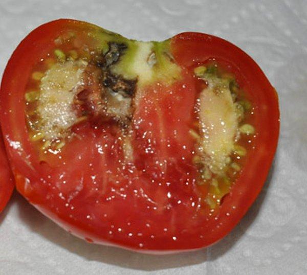 16. Yarım domates