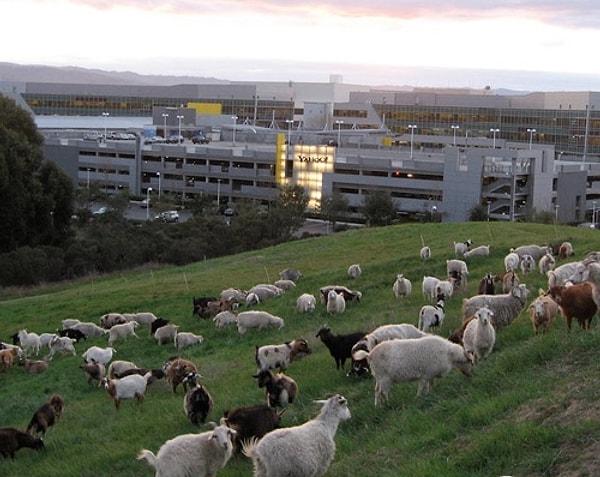 22. Yahoo şirketi, dağ manzaralı genel merkezlerinde çim biçme makineleri yerine kiraladıkları keçileri kullanıyor.