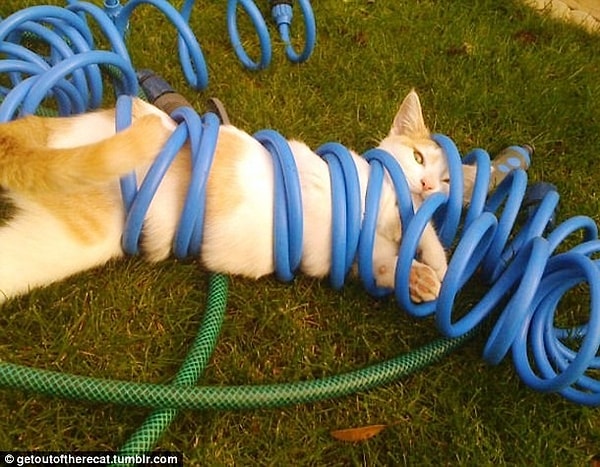 22. Шланг: 1 Кот: 0