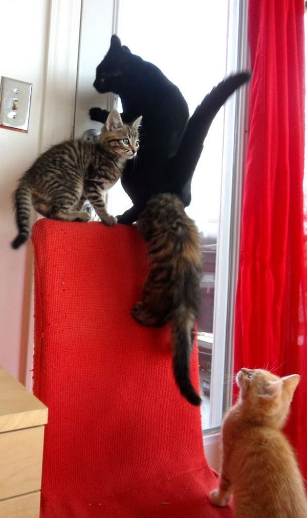 4. Им знакомо понятие "командная работа"