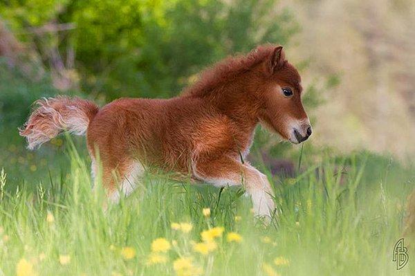 3. Minikliğin en çok tatlılık kattığı hayvan at olabilir ❤️