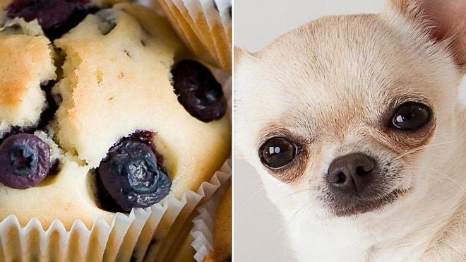 Dünyanın En Tatlı Testi: Köpekleri Yiyeceklerden Ayırabilecek misin?