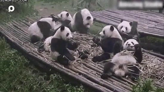 10 эпизодов с пандами, которые заставят вас улыбаться весь день