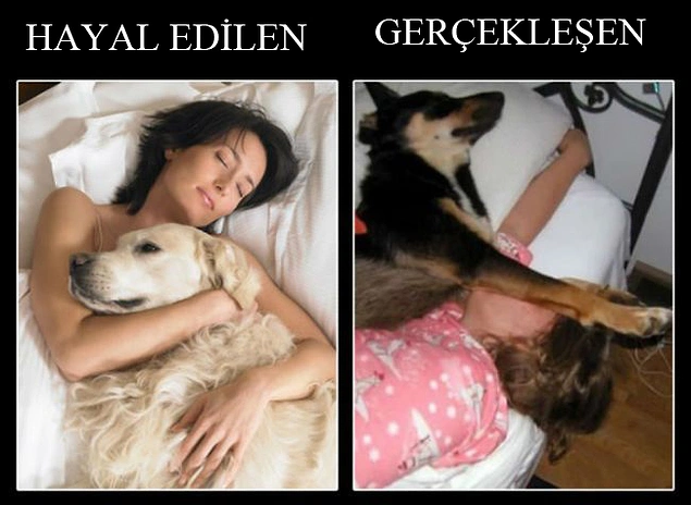 Köpeğinizle birlikte uyumak istediğinizde